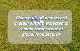 China pulls off new record in grain output, expected to remain cornerstone of global food security