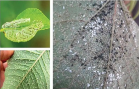 Role of Nutrients in Plant Disease & Pest Management