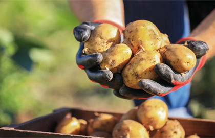Can a biostimulant improve your potato crop?