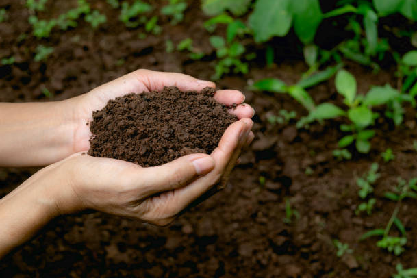 What Is The Difference Between Compost And Soil Conditioner?