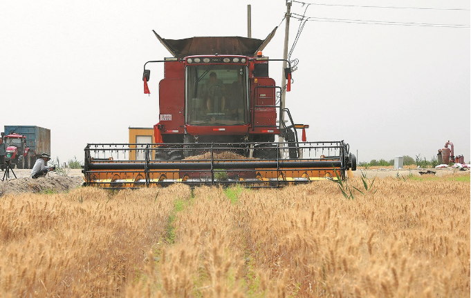 Wheat field helps fight desertification in Xinjiang