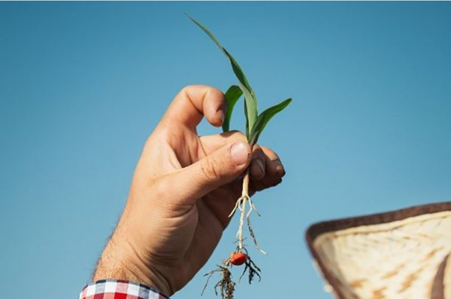 Syngenta Seedcare: Driving Plant Establishment Solutions through Powerful Partnerships and Game-changing Innovation