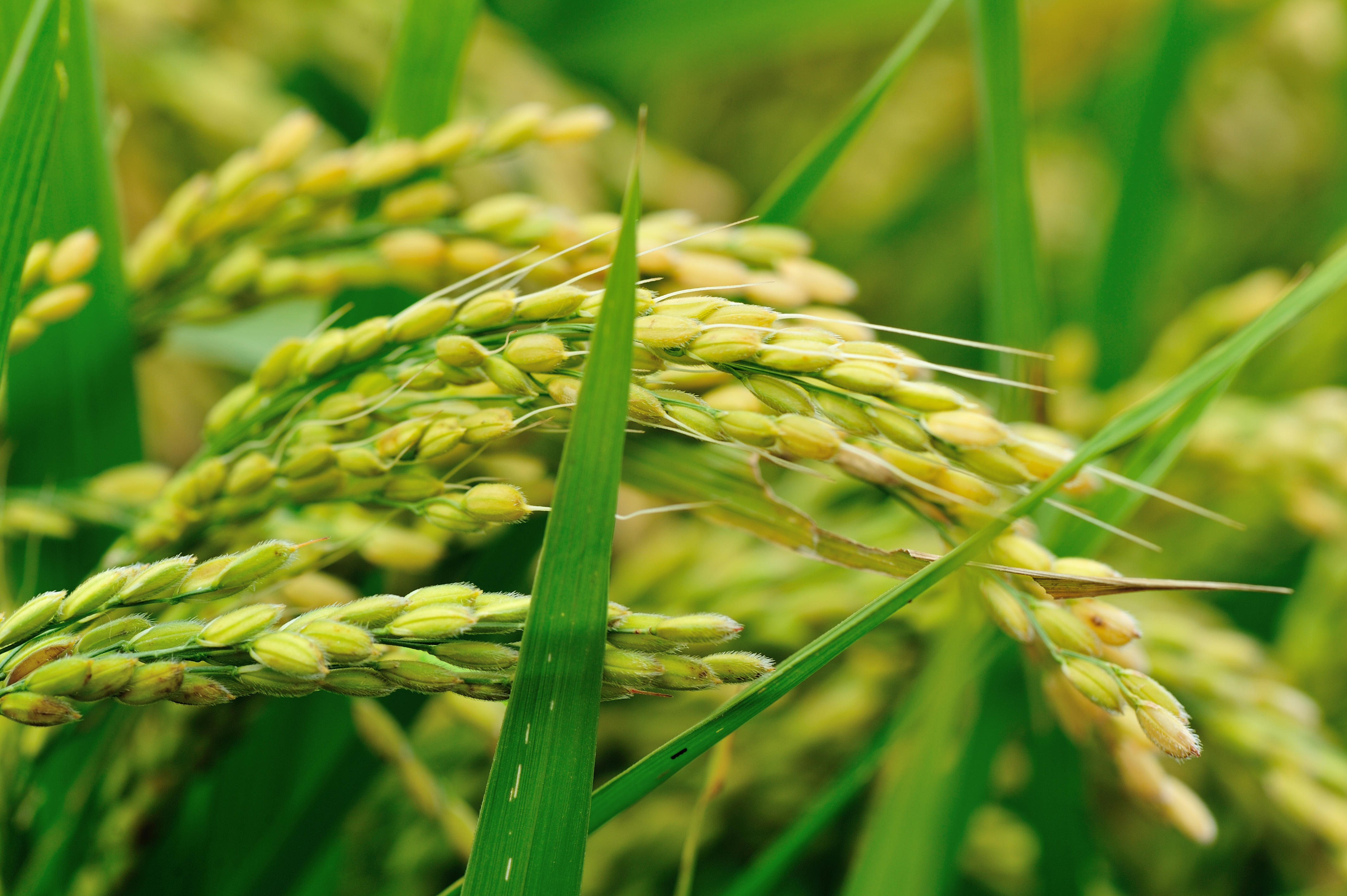 GramaxNP™: Biolevel’s new biofertilizer for wheat and barley