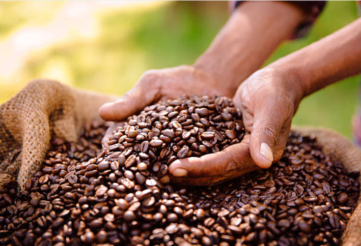 Keep Green: Revolutionizing coffee cultivation with advanced biostimulants