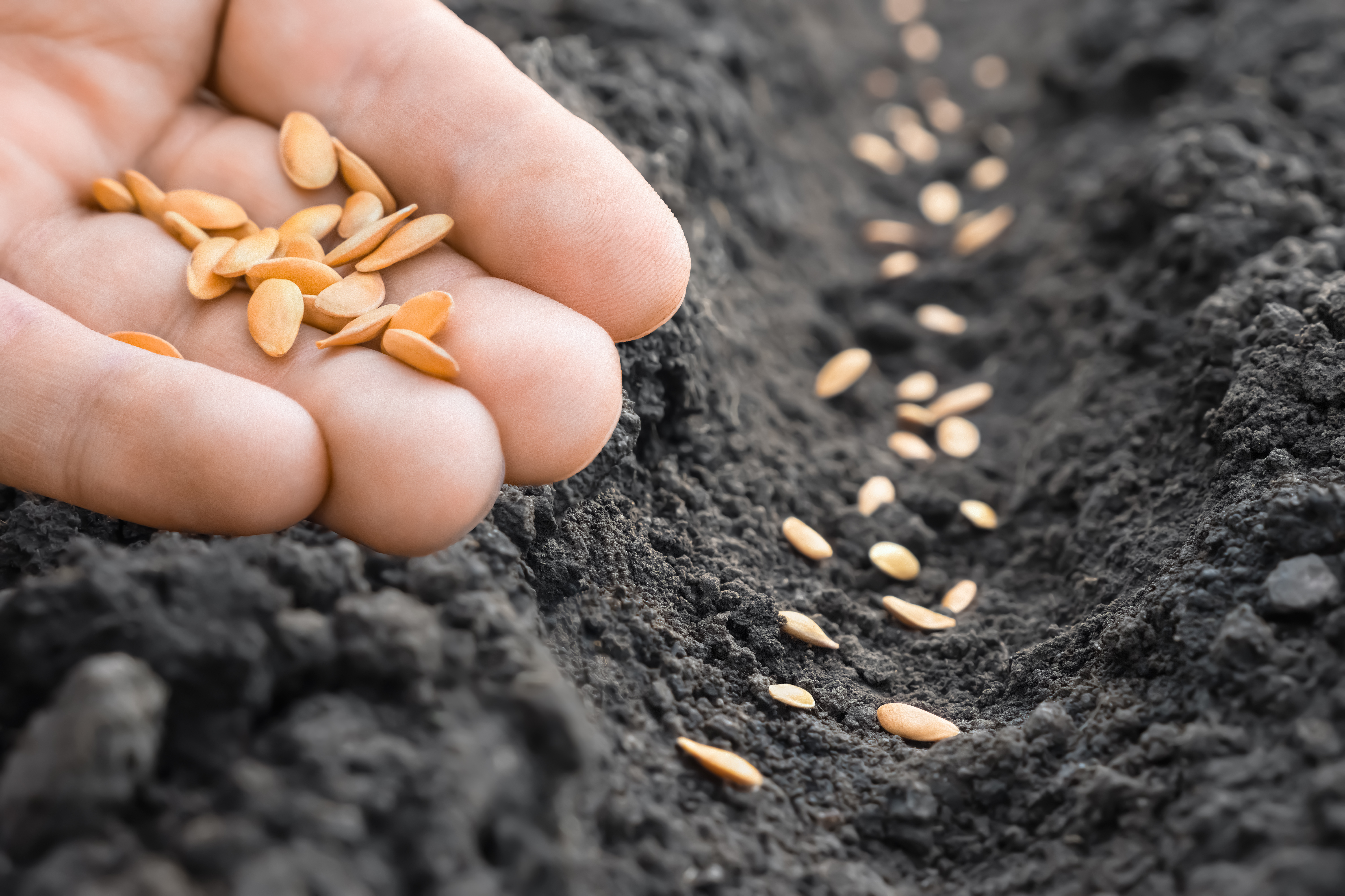 With seed coating in China becoming more popular, seed treatment market value increases to RMB2.4 billion