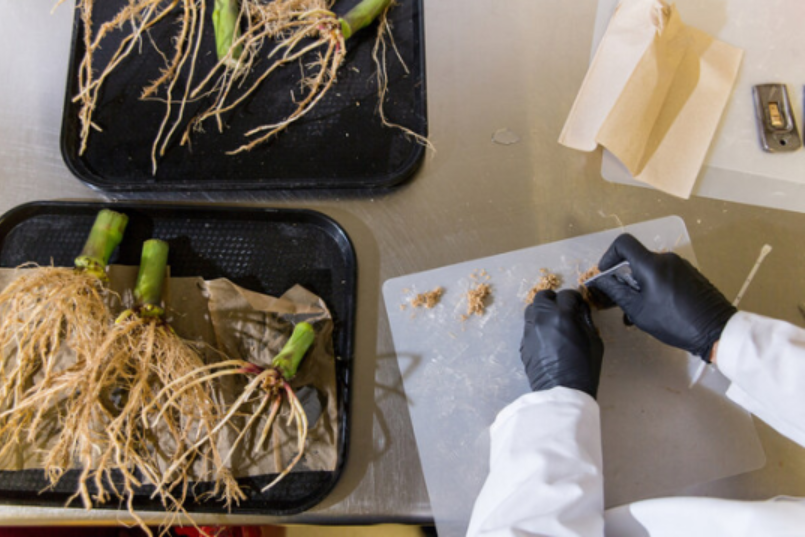 Breakthrough research presented in scientific reports demonstrates how gene-edited microbes offer a new source of nitroge−− Findings are the first, peer-reviewed evidence of gene-edited microbes supplying a material proportion of corn farmers