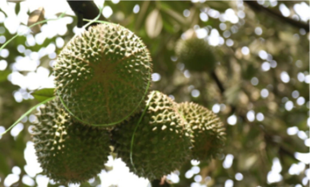 How LEILI’s crop nutrition technology significantly improves durian quality in Malaysia