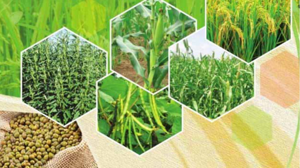 How 20% Seaweed Extract Boosts Crop Yields and Soil Health Naturally