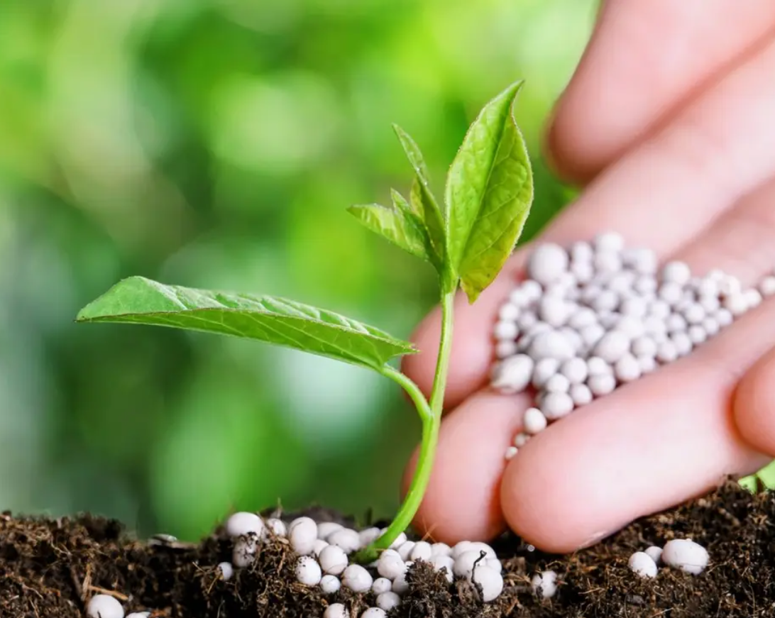 Fertilizer reduces plant damage caused by droughts