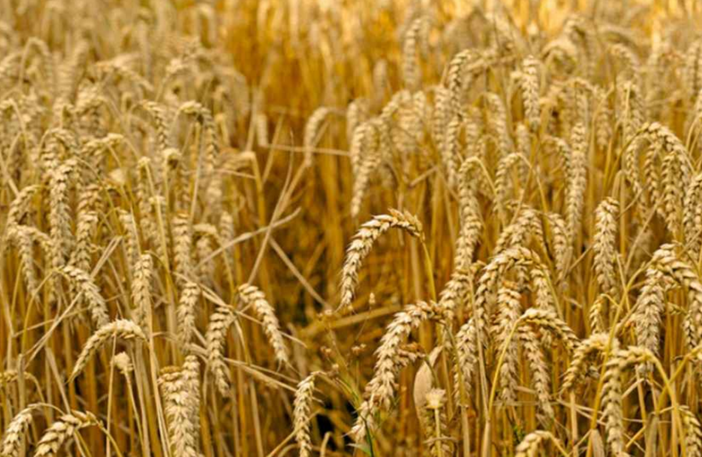 SugaROx secures £1 million to accelerate biostimulant field trials