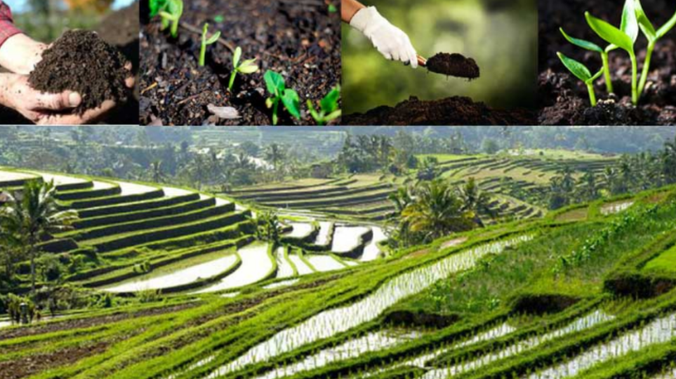 Indonesia to build seven fertilizer plants by 2029, cuts retail prices by 20 percent