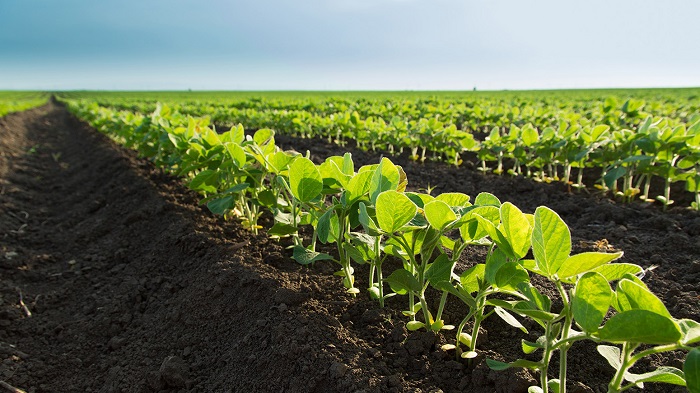 soybean-field-agriculture-food-farming1.jpg