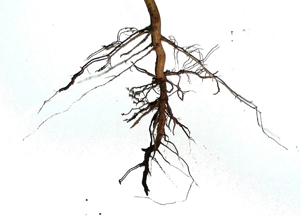 Dicotyledoneae_Asteraceae_herb_-_root_system__primary_root_becomes_tap_root_and_lateral_roots_1080x.webp.jpg
