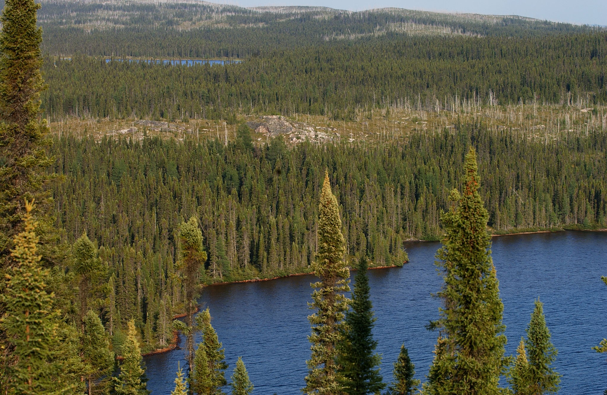 c6c24cef0558e46aa5148784fb6aa56c_Taiga_Landscape_in_Canada.jpg